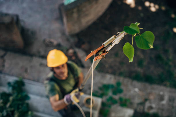 Tree and Shrub Care in Johnson City, TX